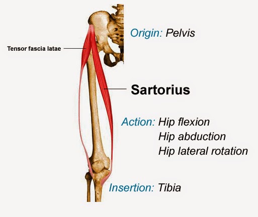 oi_sartorius