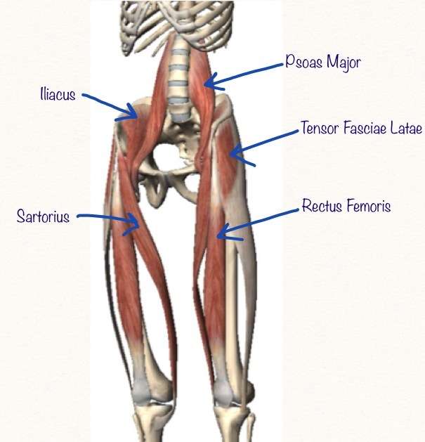 Anterior muscles of the hip