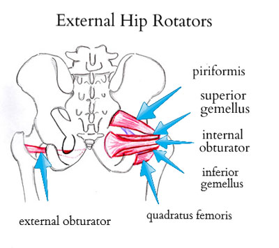 lateral rotators